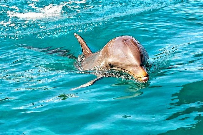 Mauritius Wild Dolphin Swim With Hotel Transfers (Private or Shared) - Private Tour Option