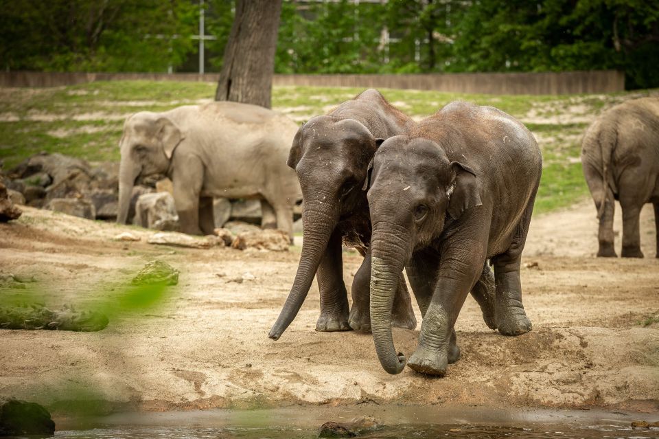 Mechelen: Planckendael ZOO Entry Ticket - Zoo Experience