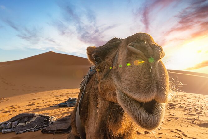 Merzouga Desert 3 Days 2 Nights Tour From Marrakech - Dades Gorges and Traditional Berber Camp