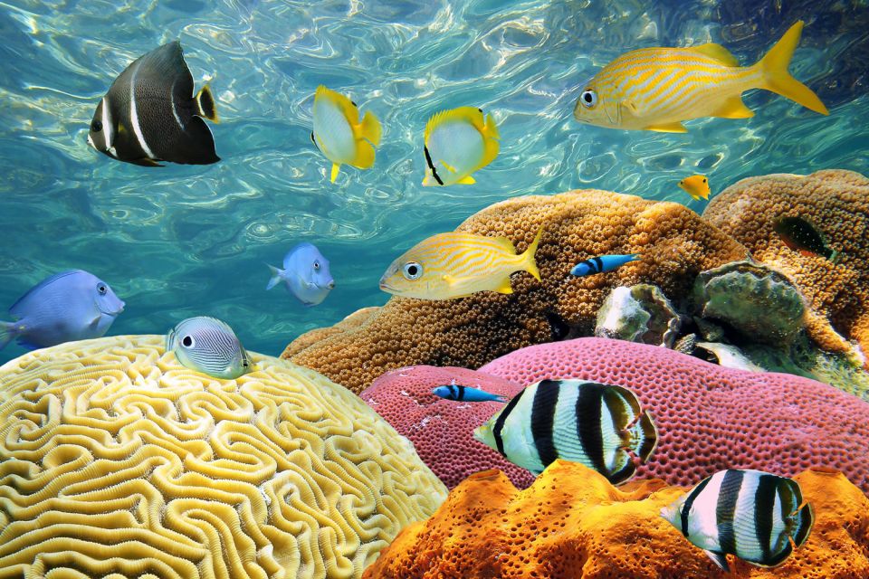 Miami: Key West Snorkeling Day Trip With Open Bar - Snorkeling and Marine Life Viewing