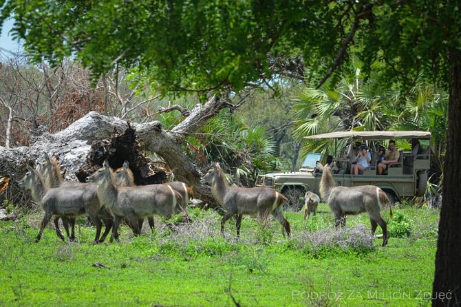 Mikumi Safari Tour: Day Trip Return Flight From Zanzibar - Inclusions and Exclusions