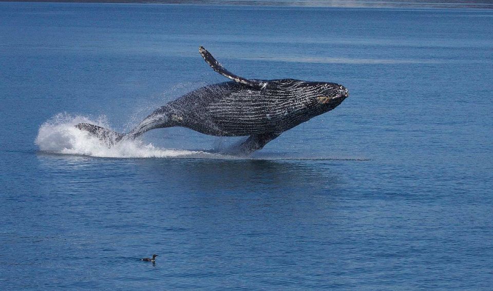 Monterey: Whale Watching Cruise - Abundant Marine Wildlife