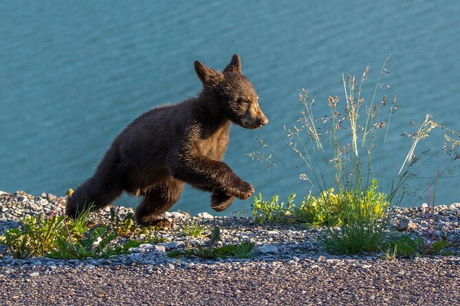 Morning Jasper National Park Wildlife Tour - Included Features