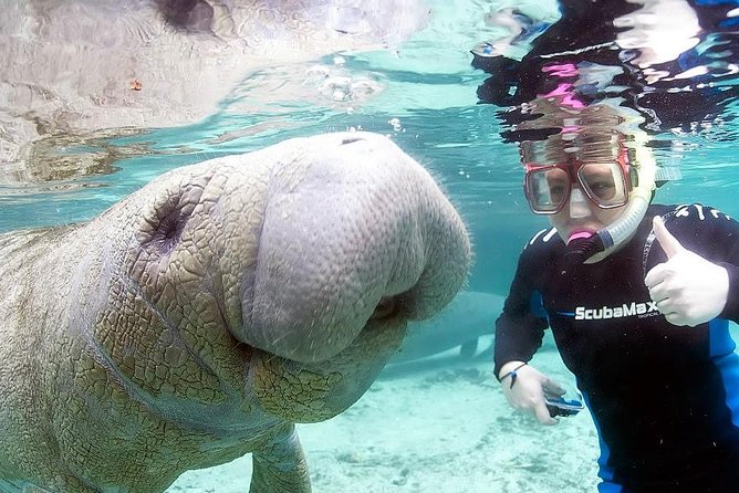 Most Popular 3hr Manatee Swim Tour + In-Water Guide! - Inclusions and Amenities