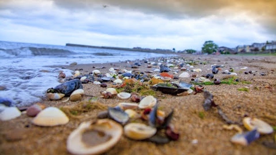 Musselburgh: Self-Guided Discovery Walk - Strolling Along the Promenade