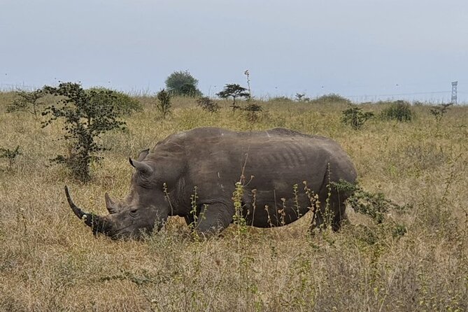 Nairobi National Park and Giraffe Center - Included in the Tour