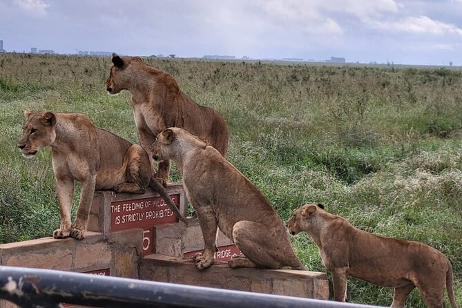 Nairobi National Park Game Drive. - Itinerary Details