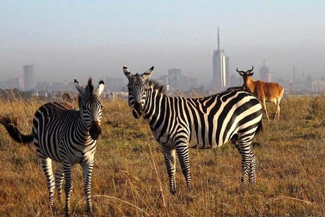 Nairobi National Park Half Day Tour - Wildlife Viewing Experience