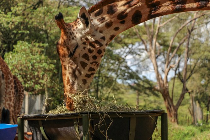 Nairobi National Park Private Safari - Inclusions and Highlights