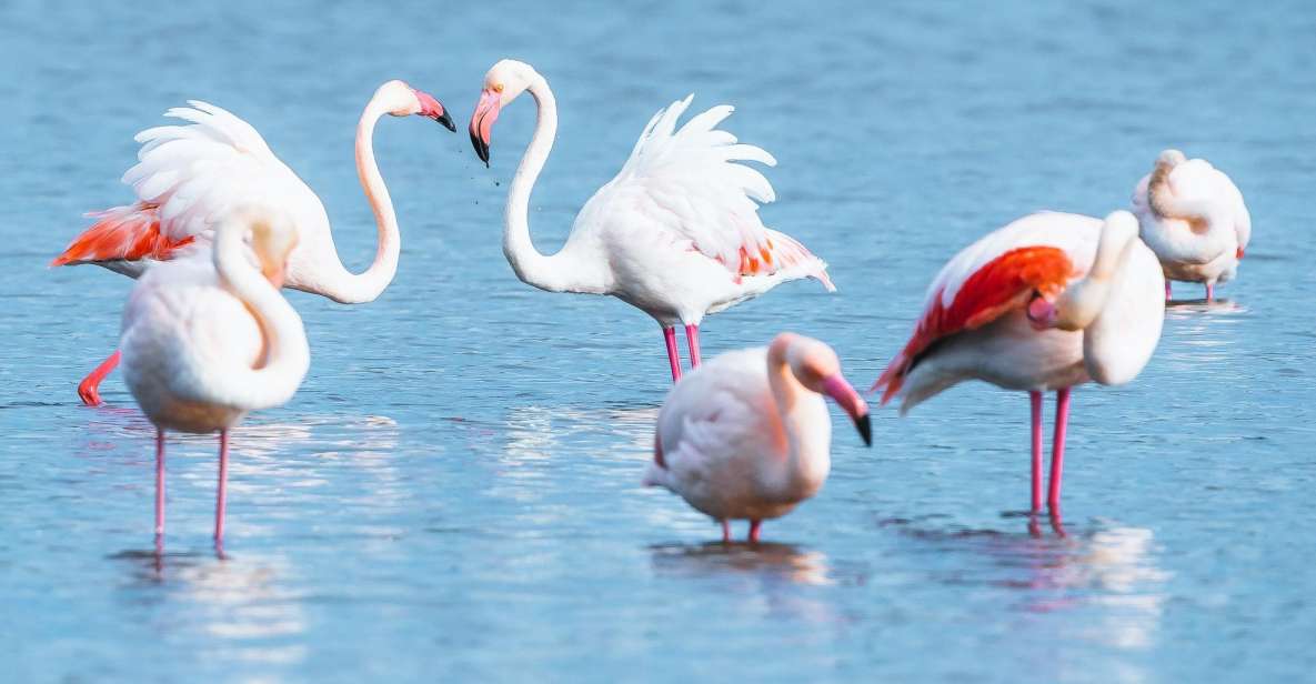 Natural Park of Albufera Des Grau: Hiking & Bird Watching - Hiking Experience