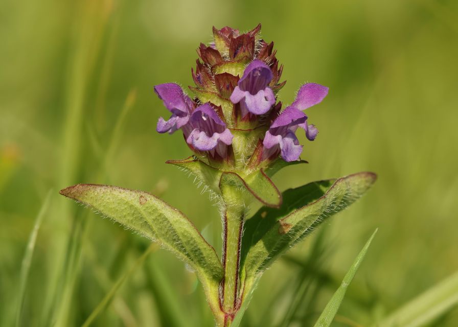 New Forest Explorer Walk (Hampton Ridge) - Rich History of the Region