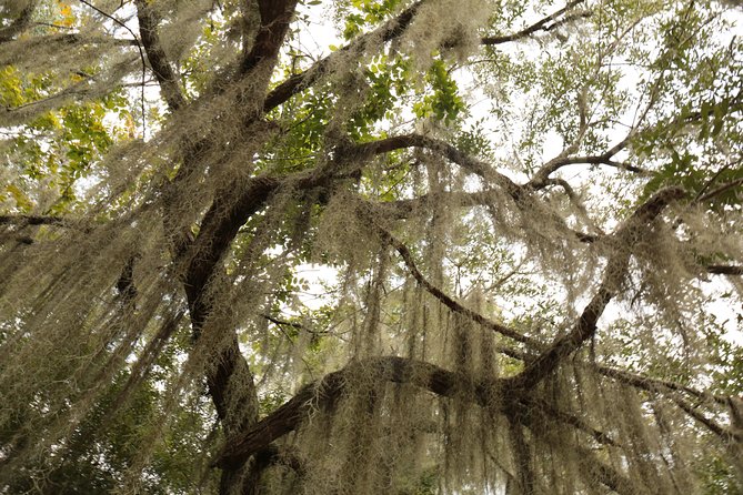 New Orleans Airboat Ride - Tour Options and Booking Details