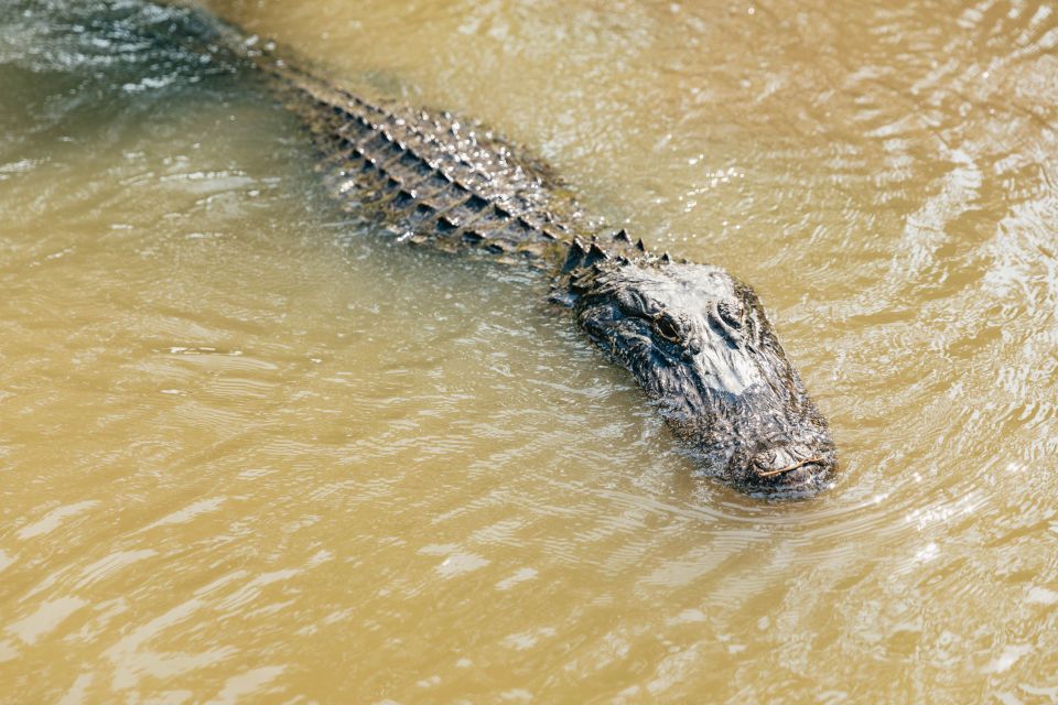 New Orleans: High Speed 9 Passenger Airboat Tour - Unique Airboat Experience