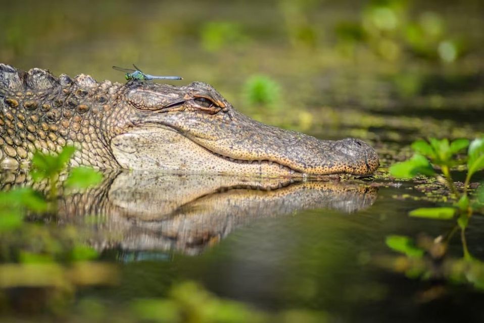 New Orleans: Manchac Magic Kayak Swamp Tour - Experience Highlights