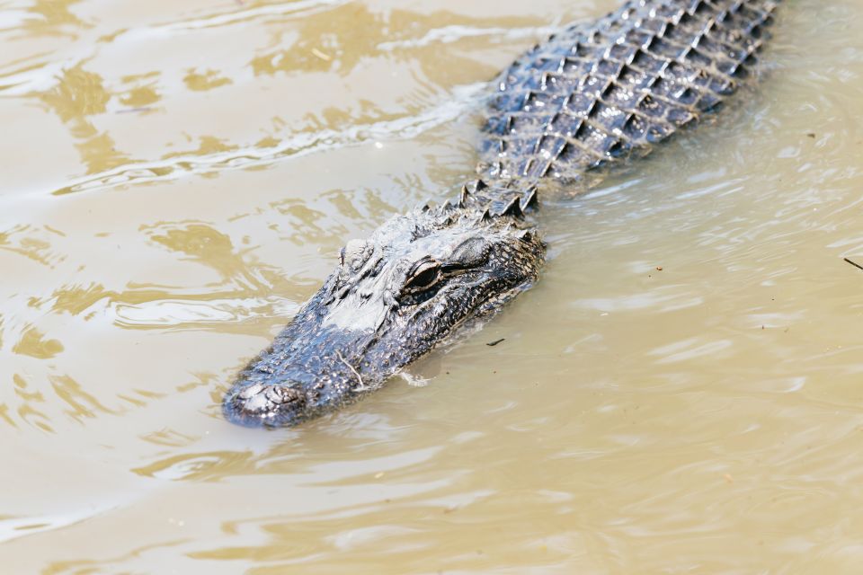 New Orleans: Swamp & Bayou Boat Tour With Transportation - Experience Highlights