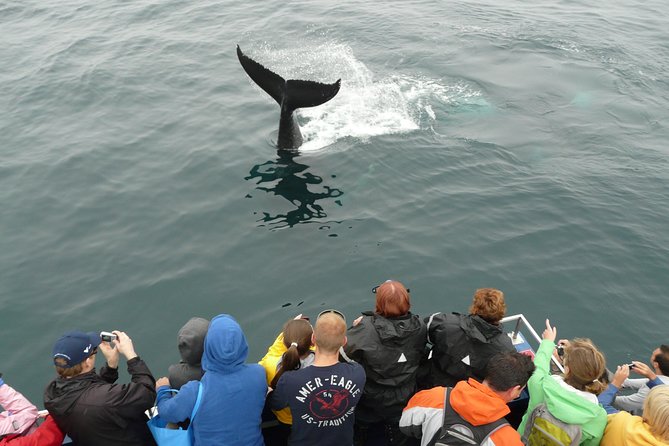 Newfoundland Puffin and Whale Watch Cruise - Vessel Details