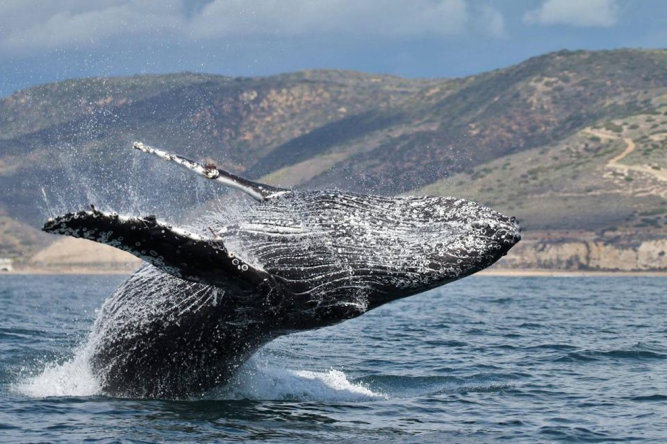 Newport Beach: Luxury Whale Watching Catamaran Cruise - Wildlife Viewing and Naturalist Guides