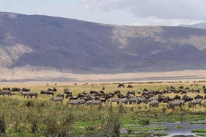 Ngorongoro Crater Day Trip - Inclusions and Amenities