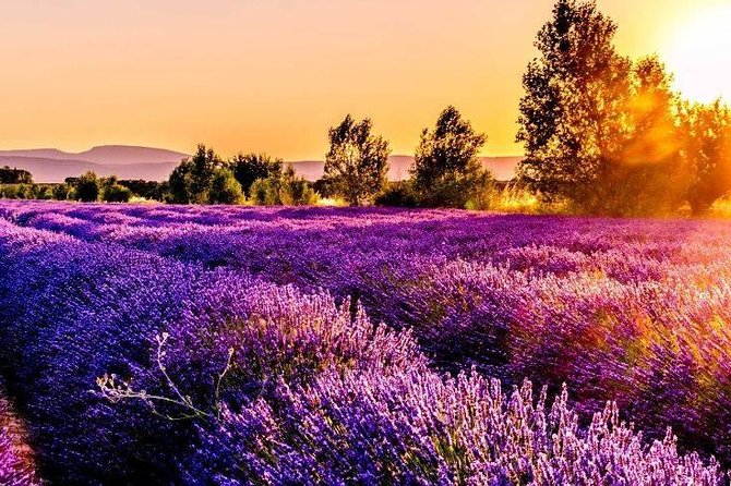 Nice: Gorges of Verdon and Fields of Lavender Tour - Itinerary and Highlights