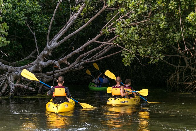 Night Kayaking Experience on Bioluminescent Lagoon in Fajardo - Experiencing Bioluminescent Bay Phenomena