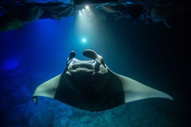 Night Manta Ray Experience - Customer Reviews