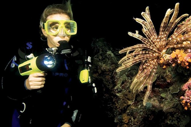 Night Shore Diving Mangel Halto Aruba for Certified Divers - Equipment and Amenities Provided