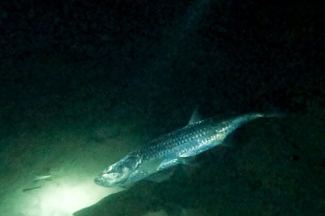 Night Snorkeling With Tarpons - Accessibility and Health