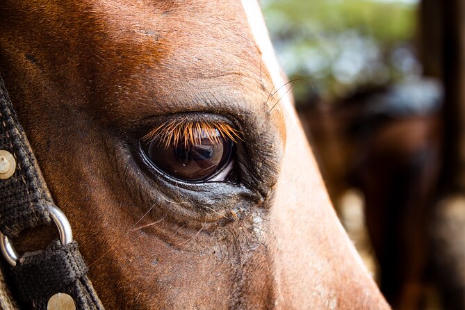 North Coast and Countryside Horseback Riding Tour in Aruba - Pickup and Drop-off Service