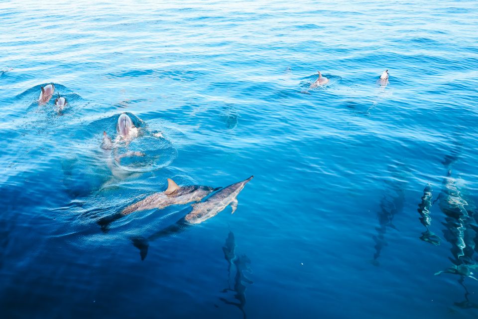 Oahu: Dolphin Watch, Turtle Snorkel, Waterslide Activities, - Booking and Cancellation