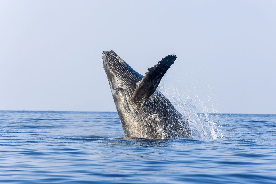 Oahu: Eco-Friendly West Coast Whale Watching Cruise - Experience Highlights