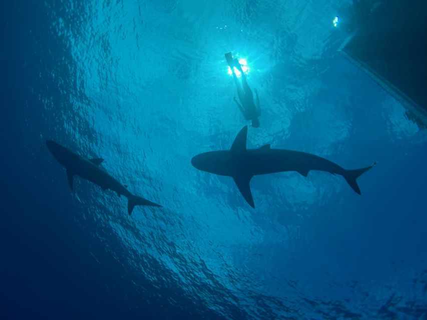 Oahu: North Shore Cageless Shark Snorkeling Tour - Duration and Group Size