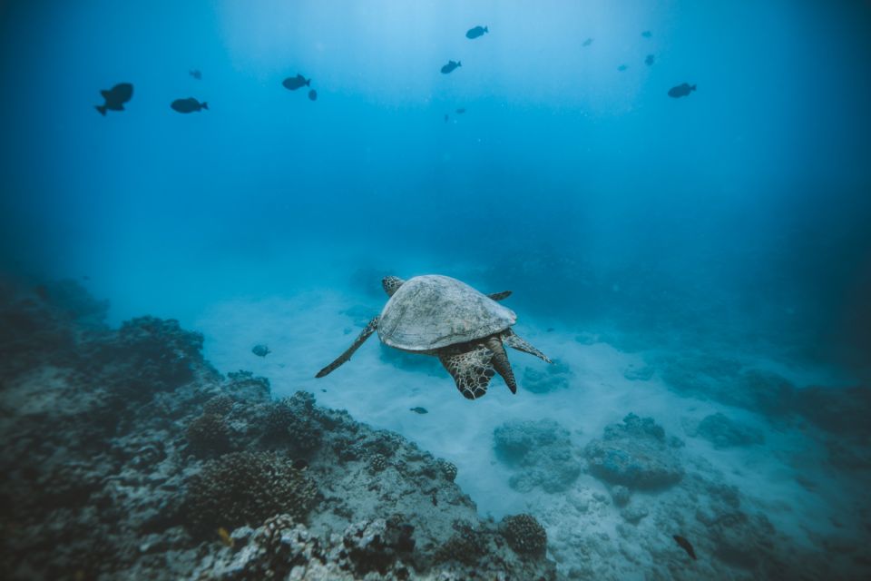 Oahu: Private Turtle Snorkeling With Customizable Itinerary - Activity Details