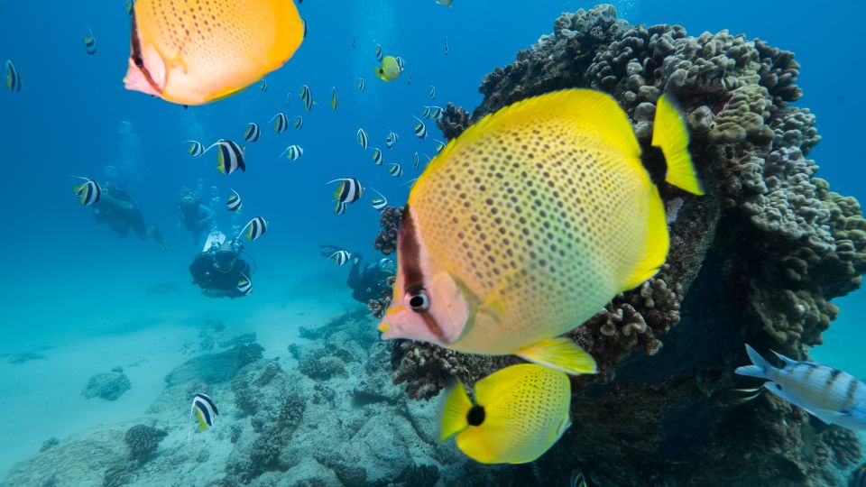 Oahu: Shallow Reef Scuba Dive for Certified Divers - Inclusions