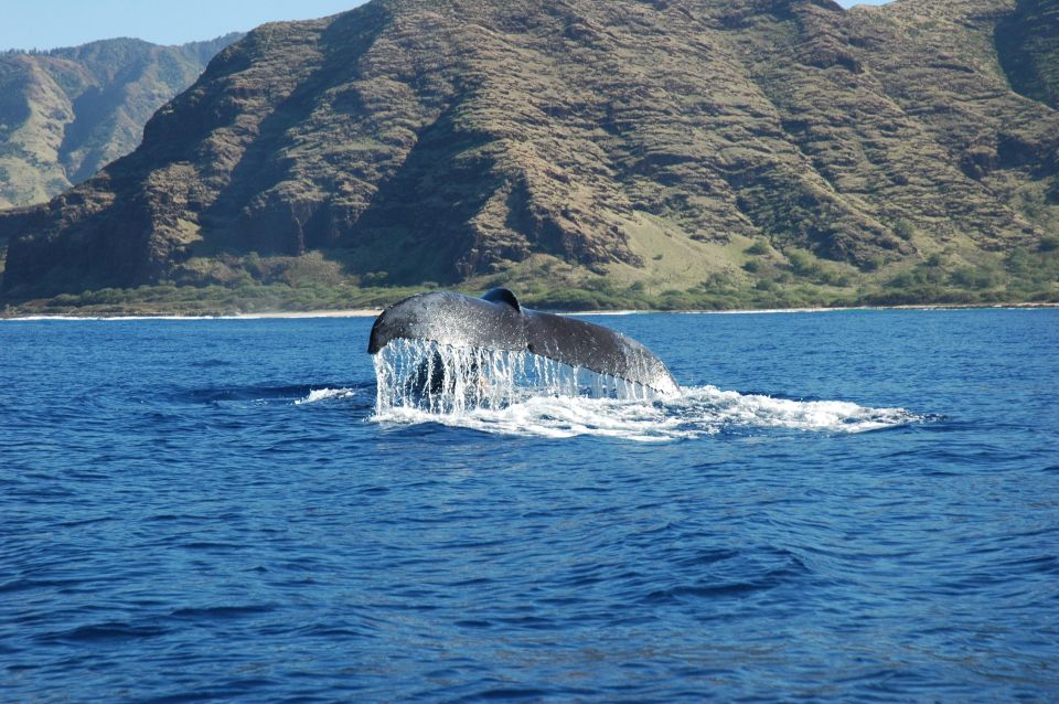 Oahu: Waikiki Whale Watching Tour-Donut and Coffee Included - Experience Highlights