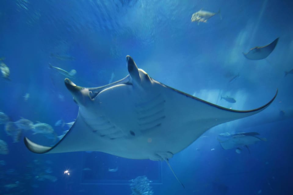 Okinawa: Bus Tour to Churaumi Aquarium With Sightseeing - Itinerary and Attractions