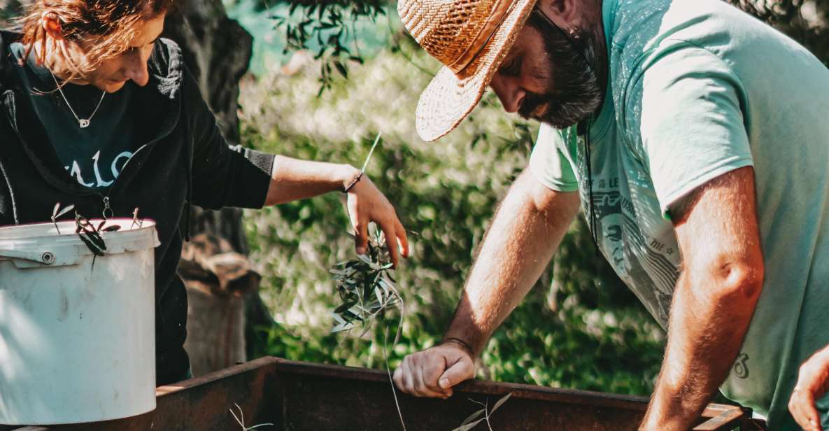 Olive Harvesting & Olive Oil Tasting - Highlights of the Experience