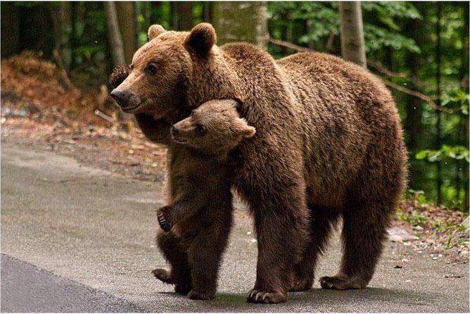 One Day Trip Bear Sanctuary, Dracula Castle, Rasnov Fortress From Brasov - Door-to-Door Transportation