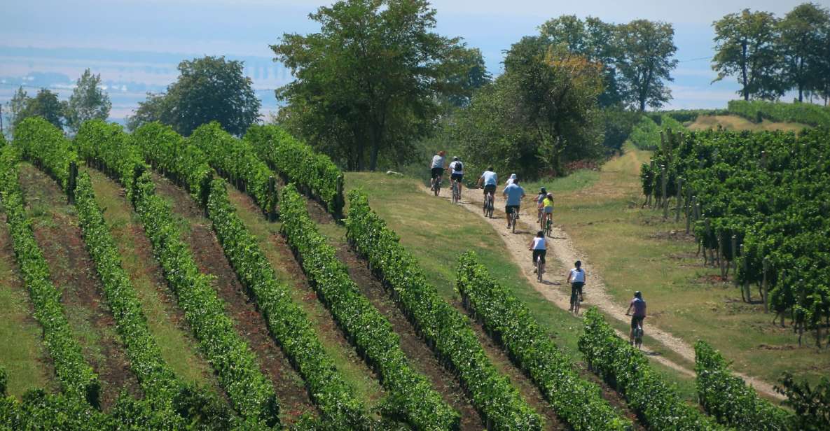 One Day Wine Route by Bike - Itinerary and Experience