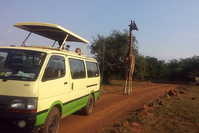 One Night (Mid-range) Amboseli National Park Safari - Pickup and Drop-off