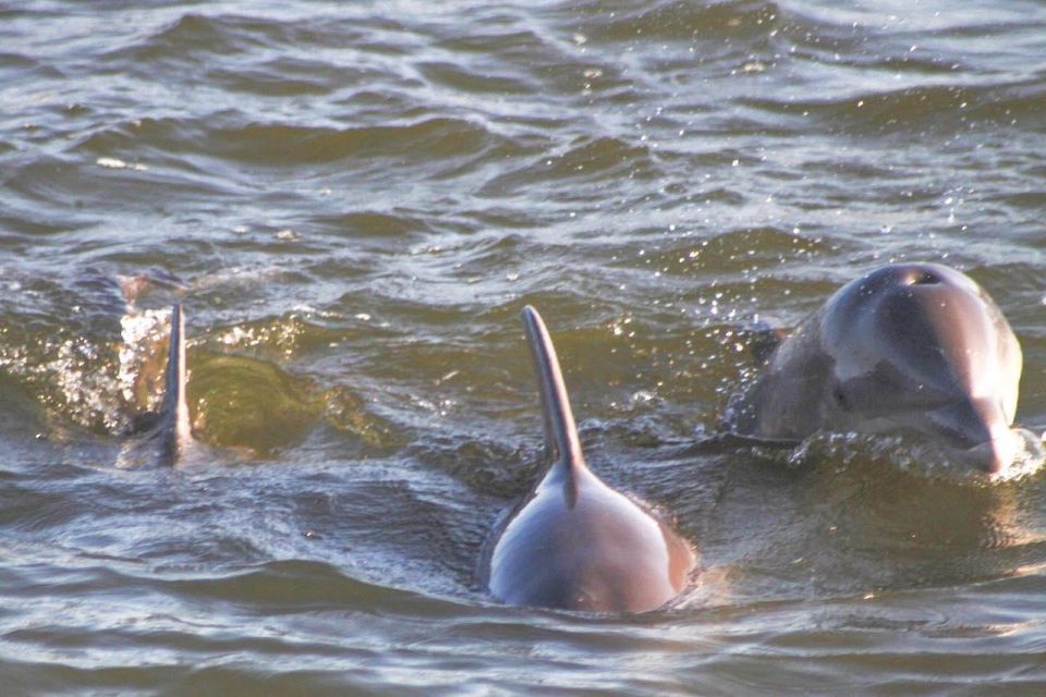 Orange Beach: Dolphin-Watching Sunset Catamaran Cruise - Experience Highlights