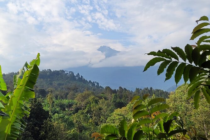 Organic Coffee Tour and Local Food Experience in Arusha - Planned Activities