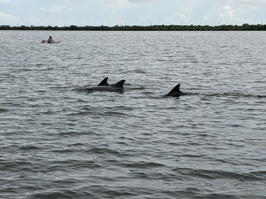 Orlando: Dolphin Clear Kayak or Paddle Board Adventure - Wildlife and Ecosystem