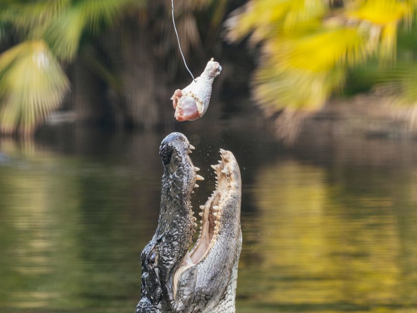 Orlando: Drive-Thru Safari Park at Wild Florida - Highlights of the Experience