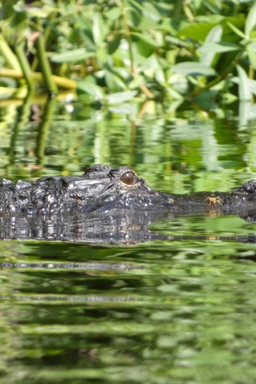 Orlando: Small Group Scenic Wekiva River Kayak Tour - Booking and Cancellation