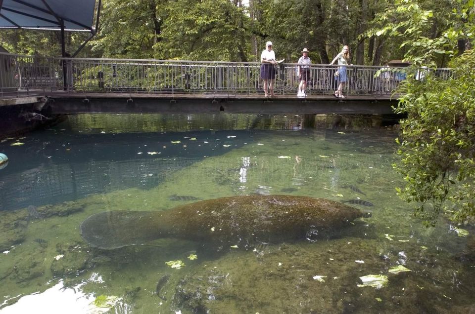 Orlando: Swim With Manatees and Homosassa State Park Visit - Highlights