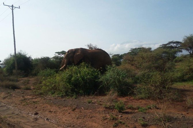 Overnight Safari to Amboseli National Park - Accommodation and Meals