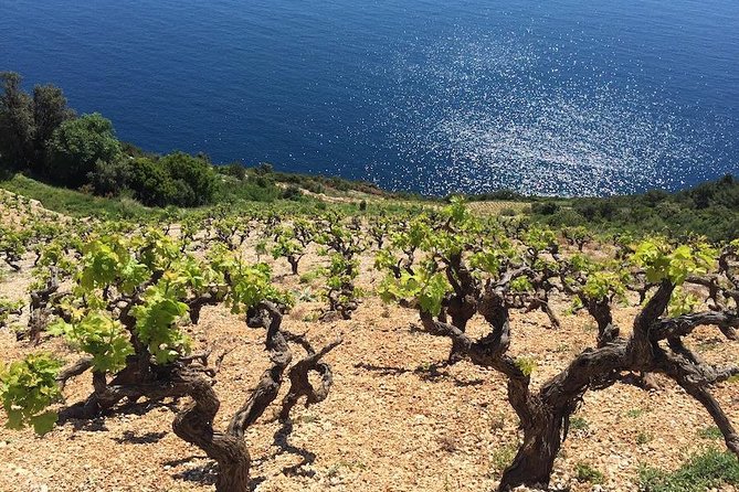 Peljesac and Ston Private Wine Tour With Tastings From Dubrovnik - Winery Visits and Tastings