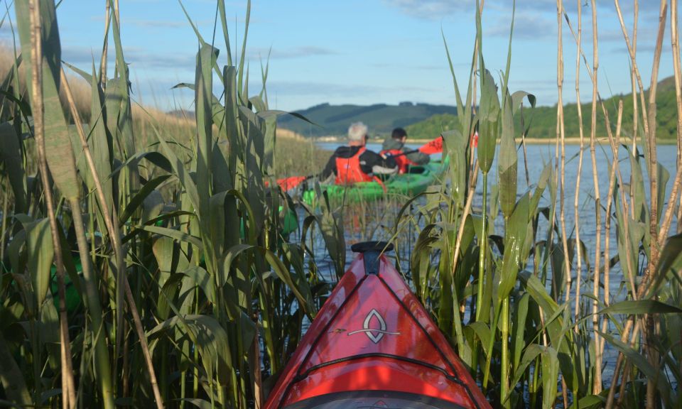 Perth: Willowgate to Newburgh Guided Kayaking Tour - Live Tour Guide and Language