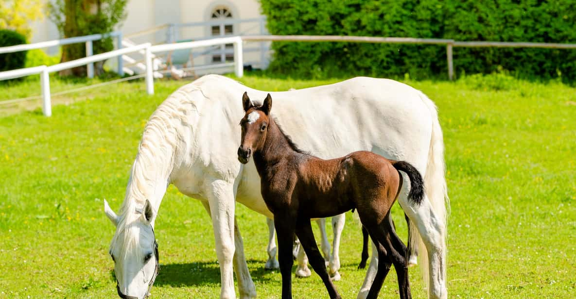 Piber: Lipizzan Stud Guided Tour - Experience Highlights