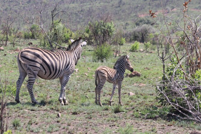 Pilanesberg Nature Reserve - Included Services and Amenities